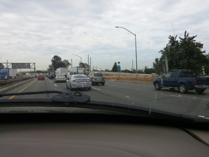 Illustration for article titled Zebra Spotted on the Road In SoCal!